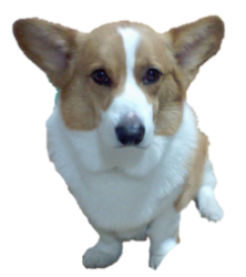 パチンコで負けない実践術