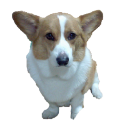 毎日を元気で働く1型糖尿病患者のブログ